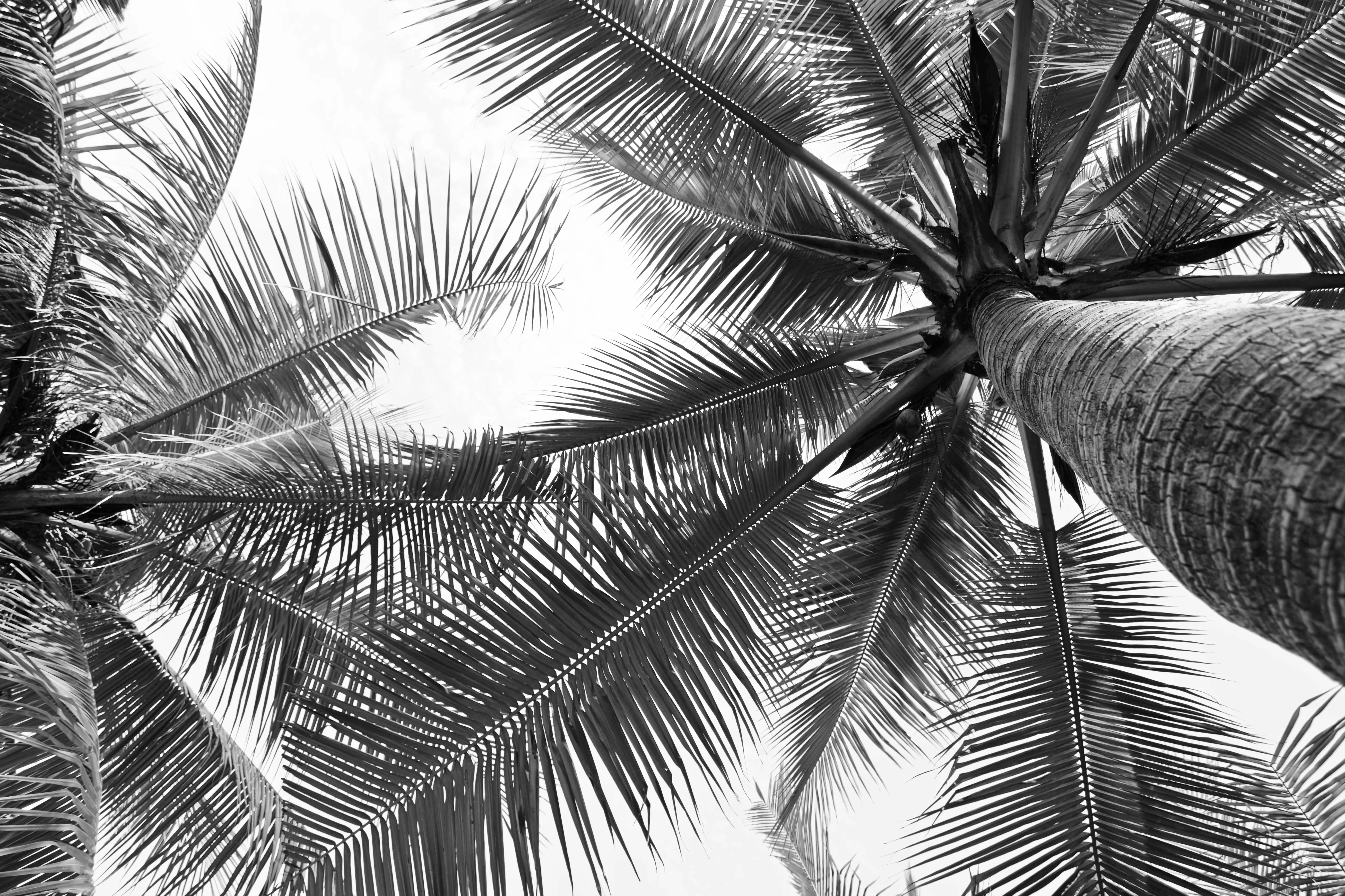 Cabana Custom Art