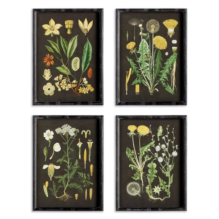 Golden Botanical Study Prints - 4 Styles