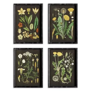 Golden Botanical Study Prints - 4 Styles