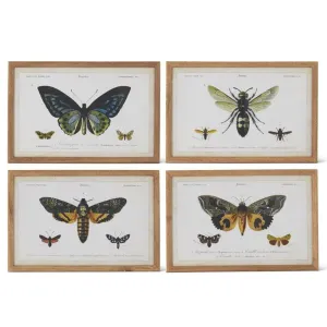 Insects Prints with Brown Wood Frame - 4 Styles