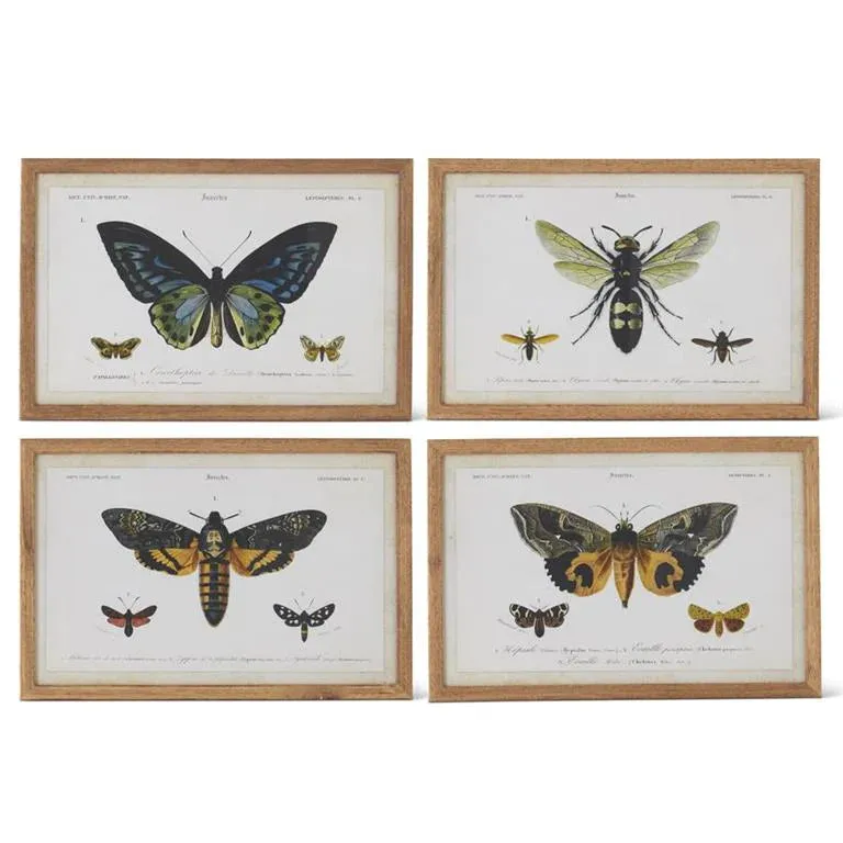 Insects Prints with Brown Wood Frame - 4 Styles