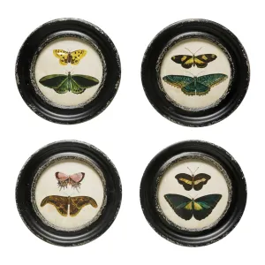 Moths & Butterfly Prints
