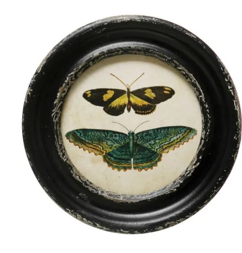 Moths & Butterfly Prints