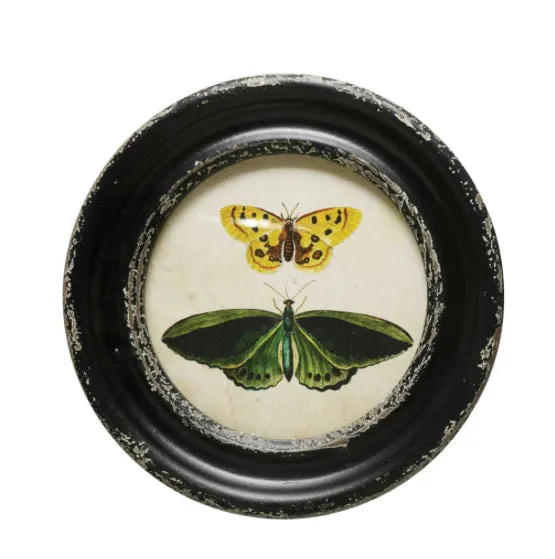 Moths & Butterfly Prints