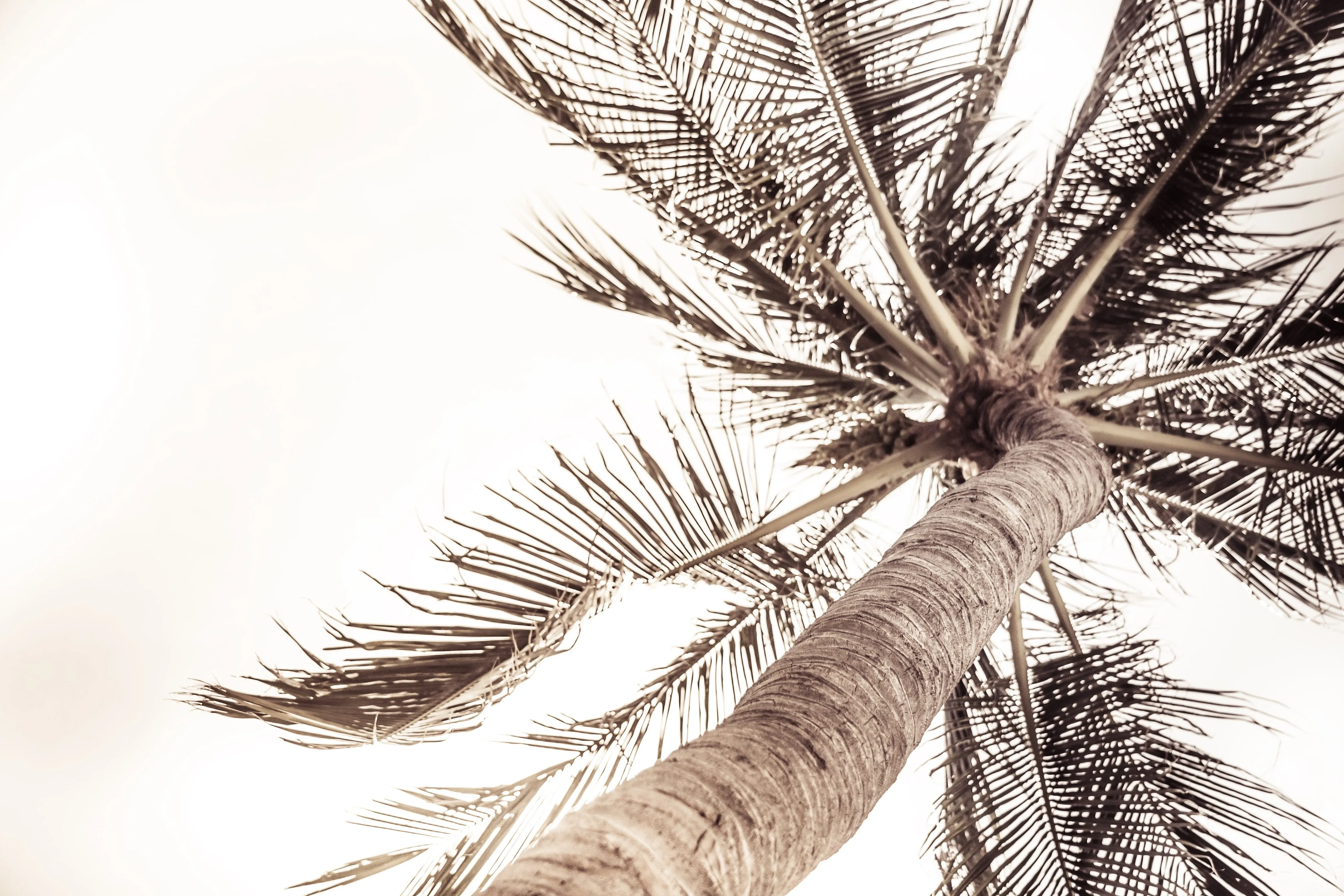 Palm Day Dreaming Custom Art