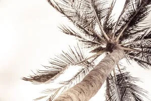 Palm Day Dreaming Custom Art